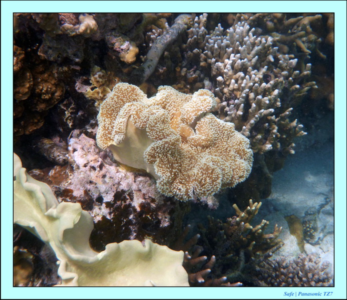 2009    07    Manatabuan 29